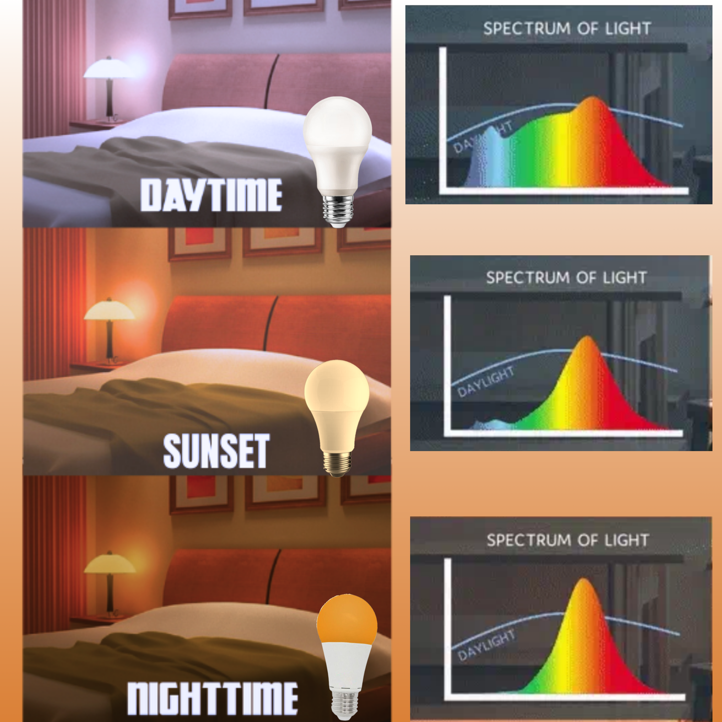 Sunset Switch Bulb. (Blue Depleted / Blue Enriched)