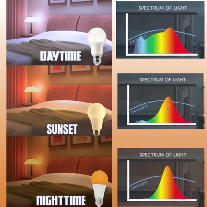 Sunset Switch Bulb. (Blue Depleted / Blue Enriched)